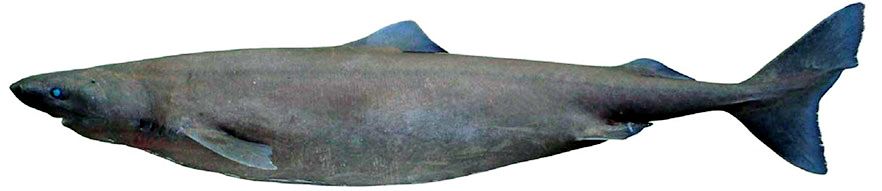 Somniosus rostratus_05